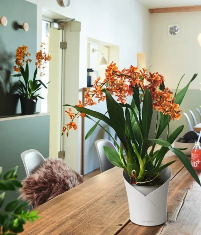 LECHUZA® ORCHIDEA, All-in-One Set, Ca. Ø18/H20 Cm -Haus Pflanzen Welt 6963375 6963383 WE MO 02 ORCHIDEAWeissAnthra