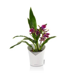 LECHUZA® ORCHIDEA, All-in-One Set, Ca. Ø18/H20 Cm -Haus Pflanzen Welt 6963375 PR FS 25 ORCHIDEAWeiss