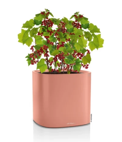 LECHUZA® Kunststoff-Topf Pila Color Planter, Rund, Ca. Ø35/H33 Cm -Haus Pflanzen Welt 6963664 WE FS 002 LechuzaKunststoffTopfPilaColorPlanterrund