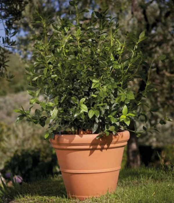 Farmet New Kunststoff-Topf Impruneta, Rund, Terrakotta, Inkl. Untersetzer 5 Farmet New Kunststoff-Topf Impruneta, Rund, Terrakotta, Inkl. Untersetzer – Bild 3