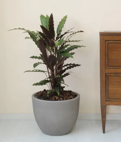 Farmet New Kunststoff-Topf Orione, Rund, Inkl. Untersetzer -Haus Pflanzen Welt 6965305 WE MO 001 FarmetNewKunststoffTopfOrionerund