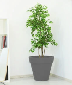 Farmet New Kunststoff-Topf Pegasus, Konisch, Inkl. Untersetzer, Ca. Ø60/H55 Cm 8 Farmet New Kunststoff-Topf Pegasus, Konisch, Inkl. Untersetzer, Ca. Ø60/H55 Cm -Haus Pflanzen Welt 6965685 WE MO 001 FarmetNewKunststoffTopfPegasuskonisch