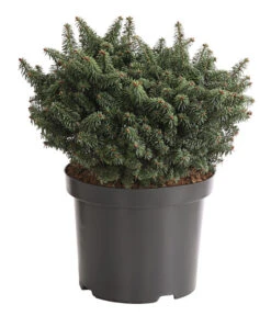 Zwerg-Balsam-Tanne 'Nana'