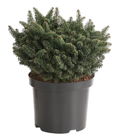 Zwerg-Balsam-Tanne 'Nana'