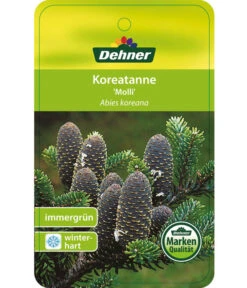 Korea-Tanne 'Molli' 12 Korea-Tanne 'Molli' -Haus Pflanzen Welt 7001936 KoreatanneMolli Etikett 1