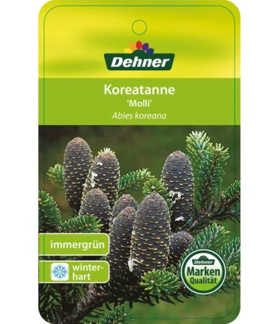 Korea-Tanne 'Molli' 12 Korea-Tanne 'Molli' -Haus Pflanzen Welt 7001936 KoreatanneMolli Etikett 1
