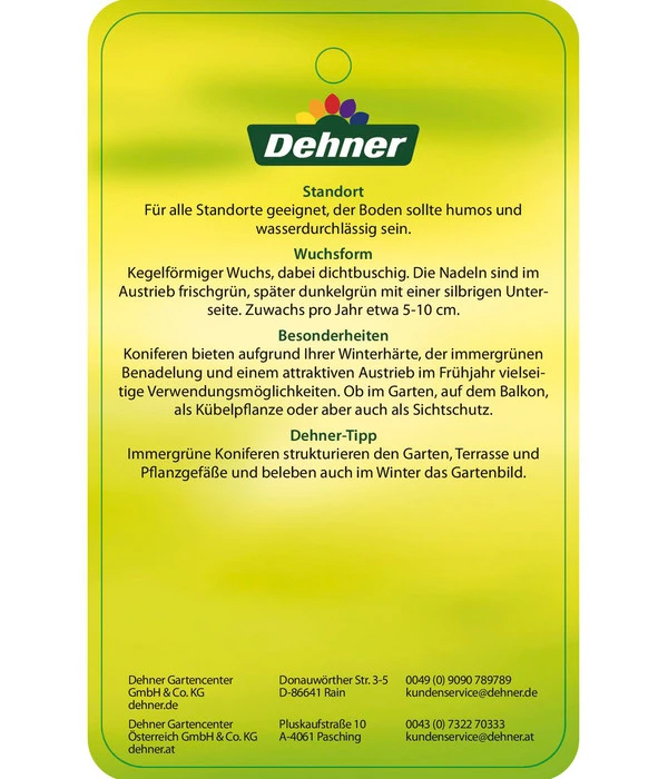 Korea-Tanne 'Molli' 8 Korea-Tanne 'Molli' – Bild 6