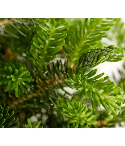 Korea-Tanne 'Molli' 10 Korea-Tanne 'Molli' -Haus Pflanzen Welt 7001936 WE DE 001 AbiesKoreanaMolliTanneDehnerExpressZS