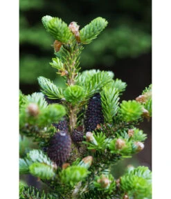 Korea-Tanne 'Molli' 11 Korea-Tanne 'Molli' -Haus Pflanzen Welt 7002405 PR DE 001 AbiesKoreanaMolli