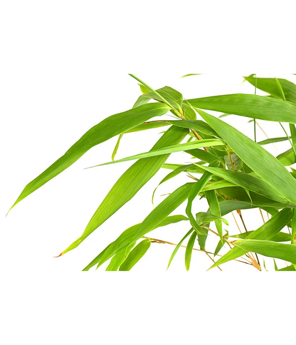 Schirmbambus 'Rufa' 4 Schirmbambus 'Rufa' – Bild 2