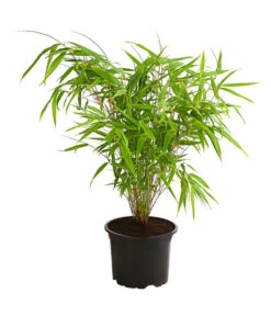 Schirmbambus 'Rufa'