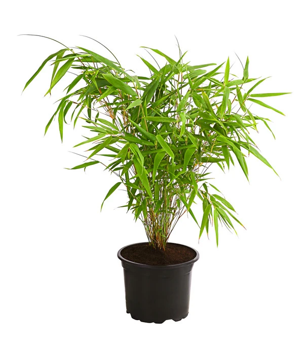 Schirmbambus 'Rufa' 3 Schirmbambus 'Rufa'