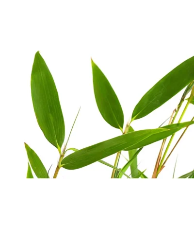 Schirmbambus -Haus Pflanzen Welt 7002678 PR DE 001 FargesiaNitidaBambus2LDehnerExpressHerzig