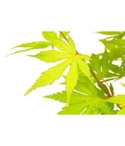 Fächerahorn 'Orange Dream', Schale -Haus Pflanzen Welt 7006414 DE FS 001 AcerPalmatumOrangeDreamAhornDehnerExpressHerzig