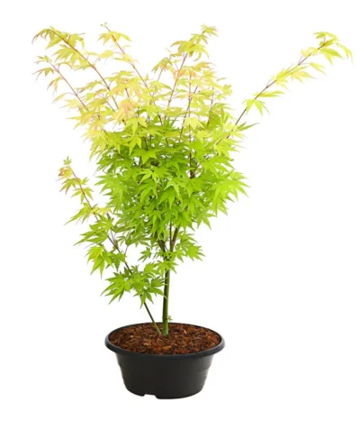 Fächerahorn 'Orange Dream', Schale