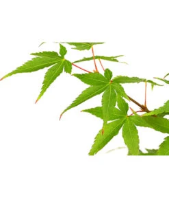 Fächerahorn 'Little Princess', Schale 5 Fächerahorn 'Little Princess', Schale -Haus Pflanzen Welt 7006422 PR DE 001 AcerPalmatumLittlePrincessAhornDehnerExpressHerzig