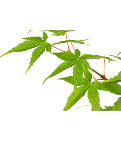 Fächerahorn 'Little Princess', Schale -Haus Pflanzen Welt 7006422 PR DE 001 AcerPalmatumLittlePrincessAhornDehnerExpressHerzig