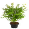 Fächerahorn 'Little Princess', Schale 2 Fächerahorn 'Little Princess', Schale -Haus Pflanzen Welt 7006422 PR FS 001 AcerPalmatumLittlePrincessAhornDehnerExpressHerzig