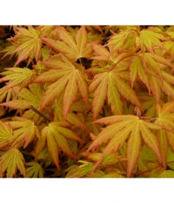 Fächerahorn 'Orange Dream' 7 Fächerahorn 'Orange Dream' -Haus Pflanzen Welt 7007016 WE DE 002 AcerAhornOrangeDreamAllgreen