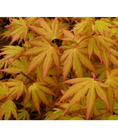 Fächerahorn 'Orange Dream' 7 Fächerahorn 'Orange Dream' -Haus Pflanzen Welt 7007016 WE DE 002 AcerAhornOrangeDreamAllgreen