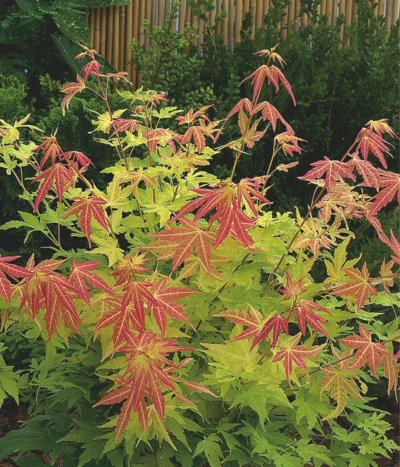 Fächerahorn 'Orange Dream' 6 Fächerahorn 'Orange Dream' -Haus Pflanzen Welt 7007016 WE MO 001 AcerPalmatumOrangeDream