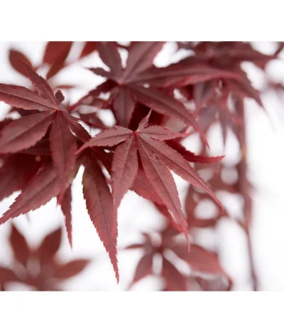 Roter Fächerahorn 'Bloodgood' -Haus Pflanzen Welt 7007081 WE DE 001 AcerPalmatumBloodGoodAhorn20LDehnerExpressZS
