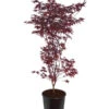 Roter Fächerahorn 'Bloodgood' -Haus Pflanzen Welt 7007081 WE FS 001 AcerPalmatumBloodGoodAhorn20LDehnerExpressZS