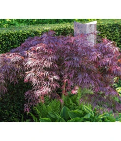 Dunkelroter Schlitz-Ahorn 'Dissectum Garnet', Ca. 30-40 Cm -Haus Pflanzen Welt 7015761 PR MO 001 AcerPalmatumDissectumGarnetLucknerRetu