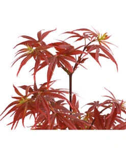 Fächerahorn 'Shaina' 5 Fächerahorn 'Shaina' -Haus Pflanzen Welt 7015969 WE DE 001 AcerAhornShainaDehnerExpressHerzig