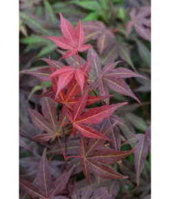 Roter Fächerahorn 'Atropurpureum' -Haus Pflanzen Welt 7016538 PR DE 002 AcerPalmatumAtropurpureumLuckner