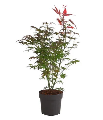 Roter Fächerahorn 'Atropurpureum'