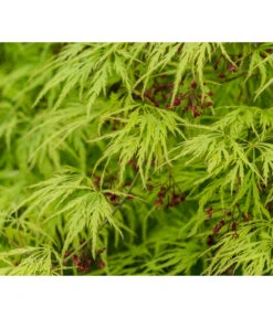 Grüner Schlitz-Ahorn 'Dissectum' -Haus Pflanzen Welt 7017528 DE DE 001 AcerPalmatumDissectumSchlitzahorn