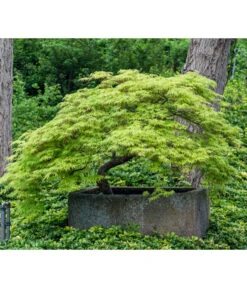 Grüner Schlitz-Ahorn 'Dissectum' -Haus Pflanzen Welt 7017528 WE MO 002 AcerPalmatumDissectumSchlitzahorn