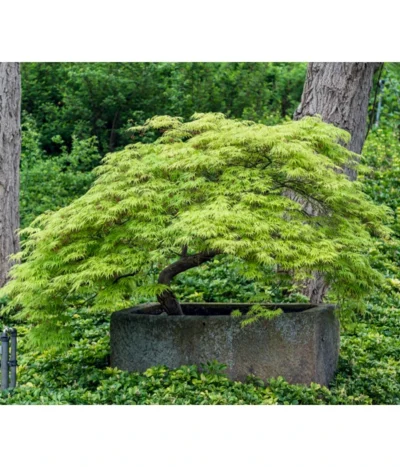 Grüner Schlitz-Ahorn 'Dissectum' -Haus Pflanzen Welt 7017528 WE MO 002 AcerPalmatumDissectumSchlitzahorn