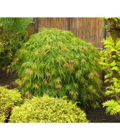 Grüner Schlitz-Ahorn 'Dissectum' -Haus Pflanzen Welt 7017643 WE MO 002 AcerAhornDissectumViridisAllgreen