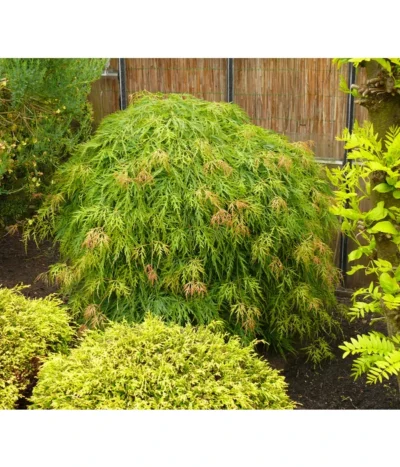 Grüner Schlitz-Ahorn 'Dissectum' -Haus Pflanzen Welt 7017643 WE MO 002 AcerAhornDissectumViridisAllgreen