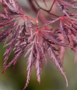 Dunkelroter Schlitz-Ahorn 'Dissectum Garnet', Ca. 30-40 Cm -Haus Pflanzen Welt 7018443 WE DE 001 AcerPalmatumDissectumGarnet