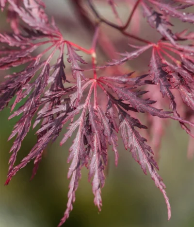 Dunkelroter Schlitz-Ahorn 'Dissectum Garnet', Ca. 30-40 Cm -Haus Pflanzen Welt 7018443 WE DE 001 AcerPalmatumDissectumGarnet