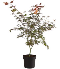 Fächerahorn 'Trompenburg'