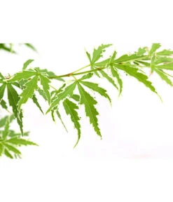 Fächerahorn 'Butterfly®' -Haus Pflanzen Welt 7022510 PR DE 001 AcerPalmatumTaylorButterflyAhorn15erDehnerExpressHerzig