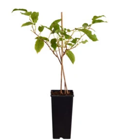 Kiwi 'Issai' -Haus Pflanzen Welt 7033822 PR FS 001 ActinidiaArgutaKiwiIssai2LiterDehnerExpressZS