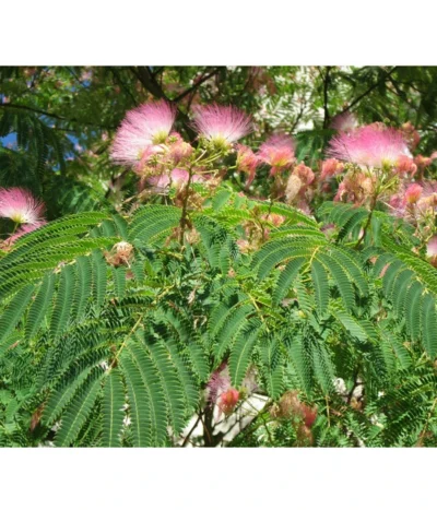 Seidenbaum - Seidenakazie 'Ombrella' -Haus Pflanzen Welt 7037922 PR DE 002 AlbiziaPixabay