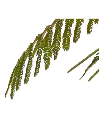 Seidenbaum - Seidenakazie 'Ombrella' -Haus Pflanzen Welt 7037922 PR DE SchlafbaumAlbiziaOmbrella24CDehnerExpressHerzig