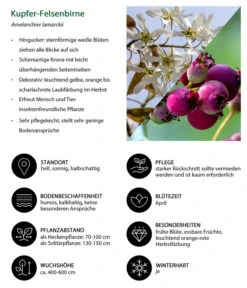 Kupfer-Felsenbirne 8 Kupfer-Felsenbirne -Haus Pflanzen Welt 7042419 WE IG 001 KupferFelsenbirne