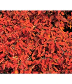 Kupfer-Felsenbirne 9 Kupfer-Felsenbirne -Haus Pflanzen Welt 7042427 BildD 001 KupferFelsenbirneAmelanchLamarck