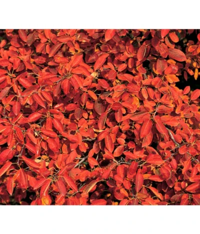 Kupfer-Felsenbirne -Haus Pflanzen Welt 7042427 BildD 001 KupferFelsenbirneAmelanchLamarck