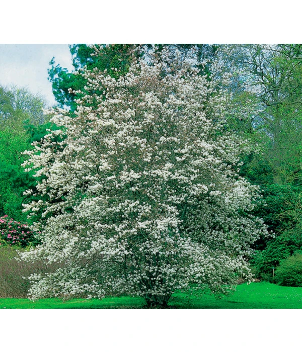 Kupfer-Felsenbirne 3 Kupfer-Felsenbirne