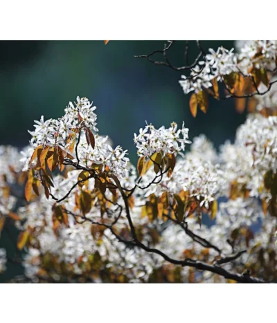 Kupfer-Felsenbirne -Haus Pflanzen Welt 7042427 PR MO 001 AmelanchierLamarckDehnerExpressHerzig