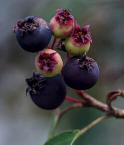 Kupfer-Felsenbirne 11 Kupfer-Felsenbirne -Haus Pflanzen Welt 7042450 WE DE 003 AmelanchierFelsenbirne