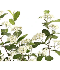 Apfelbeere, Aronia 'Aron' -Haus Pflanzen Welt 7045479 PR DE 001 AroniaMelanocarpaAron3LRetDehnerExpressHerzig